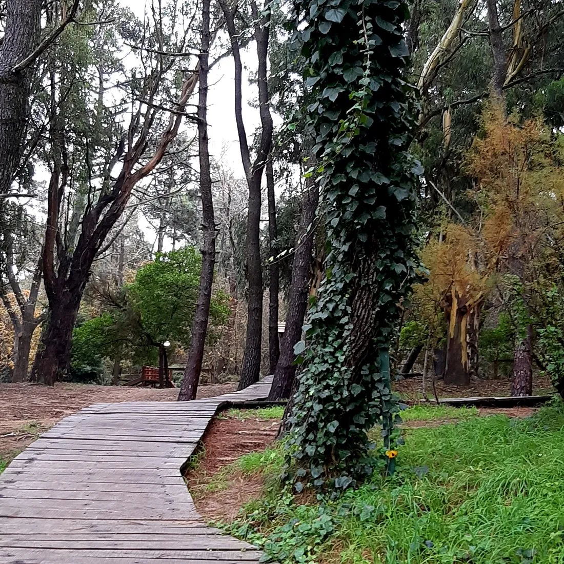 Paseos en el Pinar, Tu Ciudad